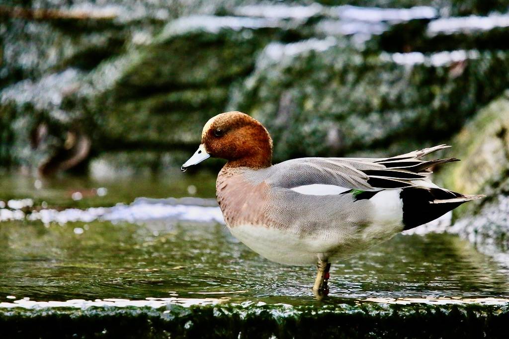 EURASIAN WIGEON by cuatrok77 is licensed under CC BY-SA 2.0